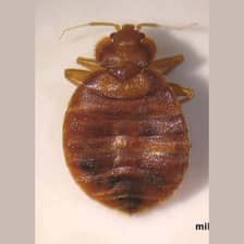 Bed Bugs