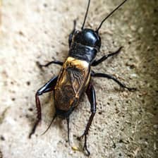 Crickets & Silverfish