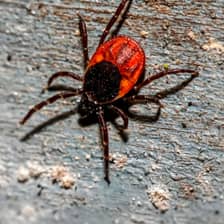 Fleas & Ticks