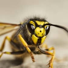 Wasps & Hornets
